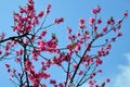 Sakura cherry blossoms. North Korea Royalty Free Stock Photo