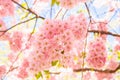 Pink Cherry blossom full frame. Sakura cherry tree flowers a lot on blue sky. Spring summer texture background in sunlight. Tokyo Royalty Free Stock Photo