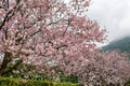 Pink cherry blossom in garden daylight background