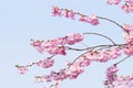 Pink Cherry blossom hanging from delicate branches on tree in spring