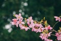 Pink cherry blossom isolated on blurred green cypress background