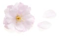 Pink cherry blossom isolated on white