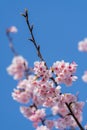 Pink cherry blossom(Cherry blossom, Japanese flowering cherry) on the Sakura tree. Royalty Free Stock Photo