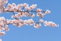 Pink cherry blossom(Cherry blossom, Japanese flowering cherry) on the Sakura tree. Royalty Free Stock Photo