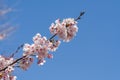 Pink cherry blossom(Cherry blossom, Japanese flowering cherry) on the Sakura tree. Royalty Free Stock Photo