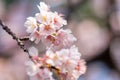 Pink cherry blossom(Cherry blossom, Japanese flowering cherry) on the Sakura tree. Royalty Free Stock Photo