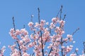 Pink cherry blossom(Cherry blossom, Japanese flowering cherry) on the Sakura tree. Royalty Free Stock Photo