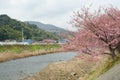 Pink cherry blossom Royalty Free Stock Photo