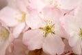 Pink Cherry Blossom Macro Royalty Free Stock Photo