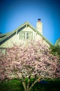 Pink cherry blossom near chimney of residential house in Seattle clear blue sky Royalty Free Stock Photo