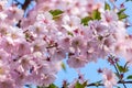 Pink cherry blossom over blue sky flowers branch