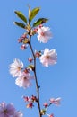 Pink cherry blossom over blue sky flowers branch