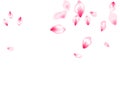 Pink cherry blossom petals isolated windy blowing background. Flying sakura flower parts spring wedding vector.