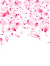 Pink cherry blossom petals 