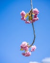 Pink cherry blossom, Prunus serrulata, Kanzan, Sekiyama Royalty Free Stock Photo