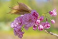 Pink cherry blossom, Prunus serrulata, Kanzan, Sekiyama