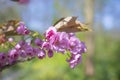 Pink cherry blossom, Prunus serrulata, Kanzan, Sekiyama