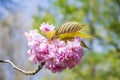 Pink cherry blossom, Prunus serrulata, Kanzan, Sekiyama