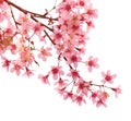 Pink cherry blossom sakura Royalty Free Stock Photo