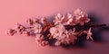 Pink cherry blossom Sakura branch on rose color background wallpaper. Spring blossom. Pastel. Royalty Free Stock Photo