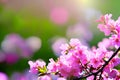 Pink cherry blossom Sakura flower at full bloom Royalty Free Stock Photo