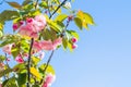 Pink cherry blossom sakura in spring time against blue sky for postcard or banner. Nature background. Soft focus. Beautiful floral Royalty Free Stock Photo