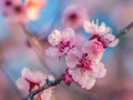 Pink cherry blossom sakura tree branch Royalty Free Stock Photo