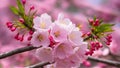 Pink cherry blossom scene showcases beautiful sakura flower in full bloom Royalty Free Stock Photo