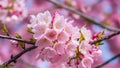 Pink cherry blossom scene showcases beautiful sakura flower in full bloom Royalty Free Stock Photo