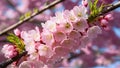 Pink cherry blossom scene showcases beautiful sakura flower in full bloom Royalty Free Stock Photo