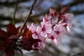 Pink cherry blossom in spring