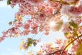 Pink Cherry blossom in the spring warm day. Beautiful nature scene with blooming tree and sun flare. Spring flowers. Beautiful Royalty Free Stock Photo