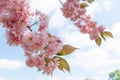 Pink Cherry blossom in the spring warm day. Beautiful nature scene with blooming tree and sun flare. Spring flowers. Royalty Free Stock Photo