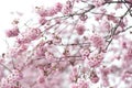 Pink cherry blossom in springtime. fullframe background. vintage