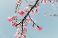 Pink Cherry Blossom in Springtime, Sakura Flowers Blossoming With Branches Against Blue Sky Background. Abstract Nature Royalty Free Stock Photo