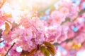 Pink cherry blossom in a sunrays close up