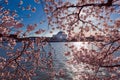 Pink Cherry Blossom at Tidal Basin during the annual festival in Washington DC with Thomas Jefferson Memorial in the background Royalty Free Stock Photo