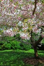 Pink Cherry Blossom Tree Royalty Free Stock Photo