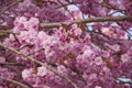 Pink cherry blossom tree Royalty Free Stock Photo