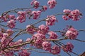 Pink cherry blossom tree Royalty Free Stock Photo