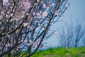 Pink cherry blossom tree against blue sky, nature, landscape Royalty Free Stock Photo