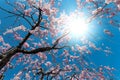 Pink cherry blossom tree blooming with its flower Royalty Free Stock Photo