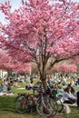 Pink Cherry Blossom Tree at McCarren Park in Williamsburg Brooklyn with Bikes and People Relaxing on the Grass during Spring