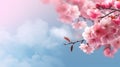Pink cherry blossom tree on a pink and blue sky background. Copy space Royalty Free Stock Photo