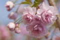 Pink cherry blossom tree