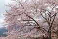 Pink cherry blossom tree in spring Kawaguchi lake, Japan