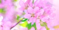 Pink cherry blossom on the tree during spring time. Branch of apple blossoms in amazing sunny day. Beautiful pink flowers as Royalty Free Stock Photo