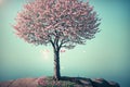 A pink cherry blossom tree standing alone on a rocky cliffside.