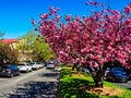 Pink Cherry Blossom Trees, Leura mall, Blue Mountains, NSW, Australia Royalty Free Stock Photo