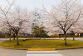 Pink cherry blossom trees during Spring in full bloom on a playground in a quiet Canadian neighbourhood